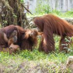 Từ hơn 4000 cá thể đến Mạng Lưới Bảo Tồn Quốc Tế Vinpearl Safari đã đi xa đến đâu sau hơn một thập kỷ 1 doanhnhantieubieucomvn Chuyên Trang tập chí doanh nhân